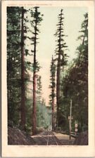 Vintage SANTA CRUZ, California Postcard 