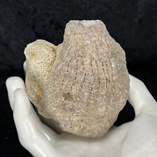 3” Unique Unopened Geode Rattler Fossil Crystal Quartz Break Your Own Geodized picture