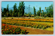 Vintage Postcard Los Angeles Arboretum Arcadia California  picture