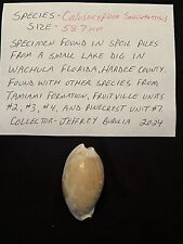 EXTINCT Fossilized COWRIE Shell ( Calusacypraea Sarasotaensis ) From Central Fl  picture