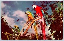 Postcard Florida's Colorful Macaws, Parrot Jungle, South Miami, Florida Unposted picture