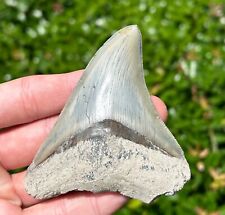 Indonesian Megalodon Tooth BIG 3.3” Fossil Shark Tooth Indonesia Meg picture