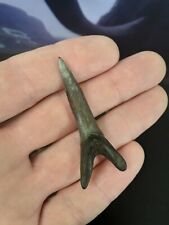 Nice Big Goblin Fossil Shark Tooth Scapanorhynchus Texanus Cretaceous N Ms picture