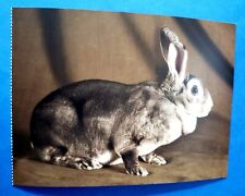 Postcard Rex Rabbit Chinchilla Doe 6.5
