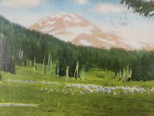 C 1949 Sheep Grazing at the Foot of South Sister Mountain in Scenic OR Postcard picture