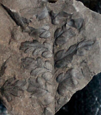 Mariopteris sp - Nice preserved Carboniferous fossil fern picture