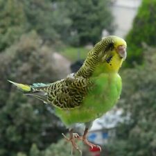 Real Taxidermy stuffing Eurasian Green Budgie Parrot Bird Specimen  picture