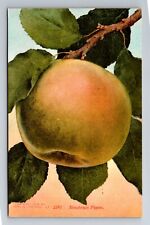 Newtown Pippin, Fruit, Vintage Souvenir Postcard picture