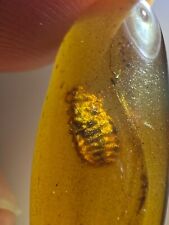 Genuine Fossil amber Insect burmite Burmese Rare Insect Myanmar picture
