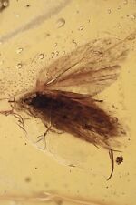 MOTH Lepidoptera Fossil Inclusion Genuine BALTIC AMBER 4.3 + HQ Pic 210525 picture
