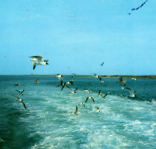 Outer Banks NC Gulls Following Ferry Seascape 1960 Vintage Postcard-K2-243 picture