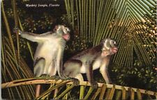 Monkey Jungle Florida Scenic Tropical Wildlife Apes Monkeys Linen Postcard picture