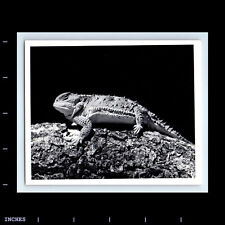 Vintage Photo CLOSE UP OF LIZARD picture