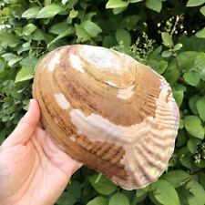 1PC Pearl Mussel Natural Conch Clam Shells Aquarium Landscapng Decor Chic Crafts picture