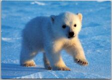 Postcard: Svalbard, Norway - Polar Bear Cub - Foto by Georg Bangjord Aune A87 picture