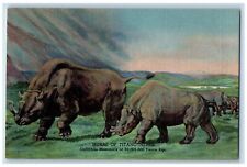 c1940s The Colorado Museum Mural Of Titanotheres Denver Colorado CO Postcard picture