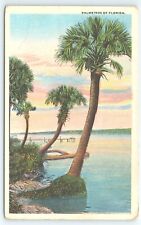Postcard Palmettos Of Florida Artistic Series picture