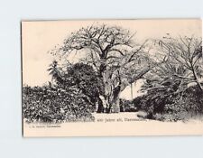 Postcard African Baobab Tree picture