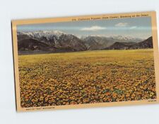 Postcard California Poppies Blooming on the Dessert California USA picture