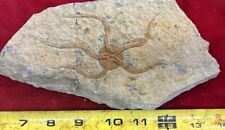 Large Fossil Starfish Geocoma Carinata from Morocco 150 Million Years Old picture