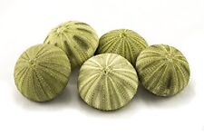 Sea Urchin Green Sea Urchin Shell 5 Green Sea Urchin Shells for Craft & Decor picture
