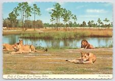 West Palm Beach FL~Pride Of Lions Near Water @ Country Safari~Continental PC picture
