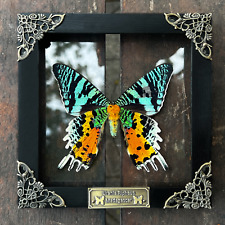 Real Framed Butterfly Madagascan Sunset Moth Dried 3D Clear Frame Dead Bug Decor picture
