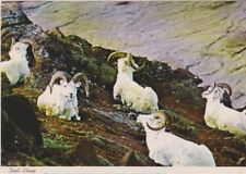Alaskan Dall Sheep picture