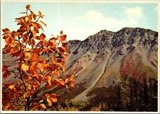 Vintage Beautiful Alaska Exciting Fall Scenery Postcard  picture