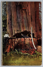 Postcard Washington Cedar Tree 17 Feet Diameter Lumberjack c1910 picture