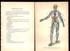 Human Body Anatomy Illustrations 1902 - 1 picture