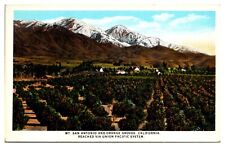 Antique Mt. San Antonio and Orange Groves, Union Pacific Railroad, CA Postcard picture