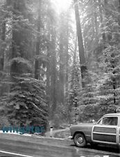 Old Photo 49 Ford Woody Woodie Station Wagon Car in the Woods Vintage NEGATIVE picture