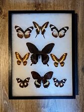 Antique Taxidermy Butterfly Mount Decor #BM20 Butterflies from around the world. picture