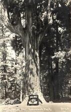 RPPC CHANDELIER TREE Underwood Park, CA Car Patterson c1940s Vintage Postcard picture