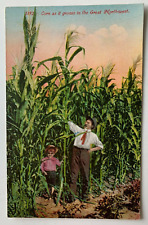 ca 1910s Postcard Corn as it Grows in the Great Northwest farmer boy agriculture picture