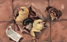 Artist Vintage Postcard Easter 5 Chicks Escape from Package R Tuck 1909  454 picture