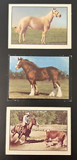 Kellogg's Sugar Pops 1974 Horse 