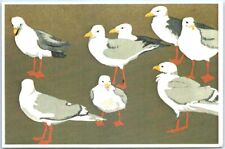 Postcard - Herring Gulls picture