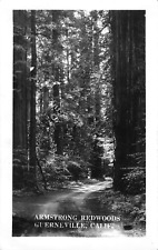 RPPC Armstrong Redwoods, Guerneville, CA Sonoma County c1930s Vintage Postcard picture