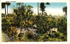 Vintage Postcard- Deer Grazing, FL UnPost 1910 picture