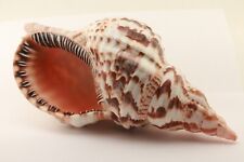 *RARE* GIANT TRITON SHELL 10 1/2 INCHES STUNNING picture