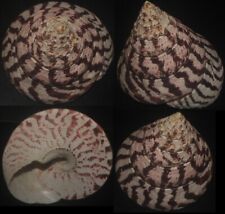 Tonyshells Seashell Trochus niloticus HUGE COMMERCIAL TOP SHELL 113 x 127mm F+++ picture