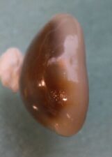 cypraea annulus double line 22mm caught in  Surigao Island 100 P Oct 175 2022 picture