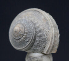 Fossil Snail Sea Shell Gastropod Specimen TEXAS w/ Display Case & ID Card picture