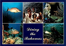 Bahamas: Dive into crystal-clear waters. postcard picture