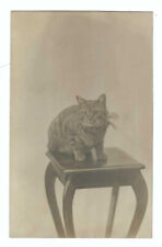 RPPC Cat On Small Wood Stand, 1909 picture