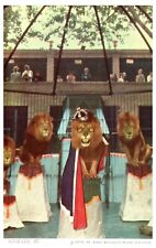 Postcard MO St. Louis Zoo Lion Show King Leo Wearing Cape Glasses Unposted  picture