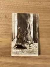Vintage Burl Growth On Giant Redwood, Redwood Highway Calif Real Photo Postcard  picture