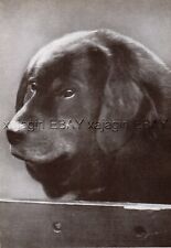 DOG Tibetan Mastiff (Named) at Dog Show, Vintage Print 1930s picture